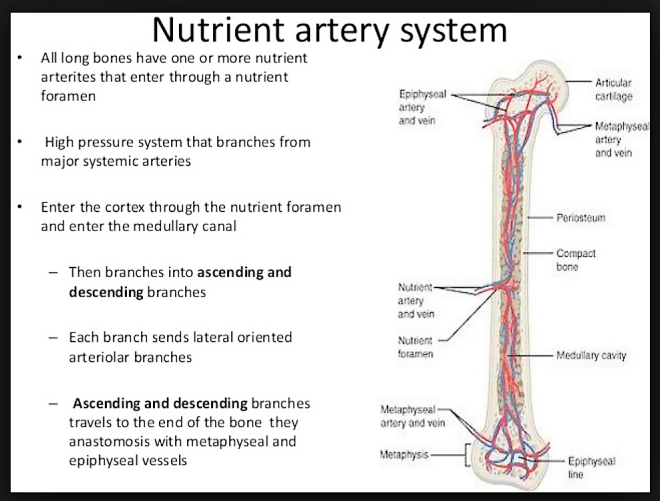 blood supply long bones